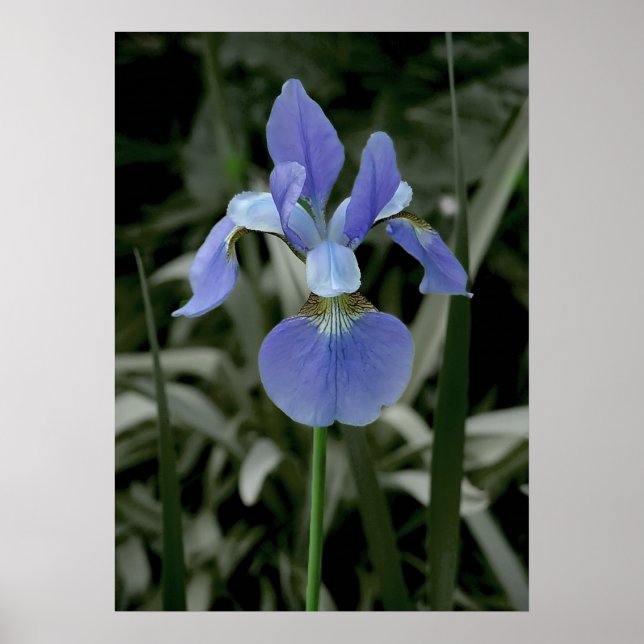 Pôster Iris (Frente)