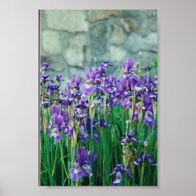 Pôster Iris (Frente)