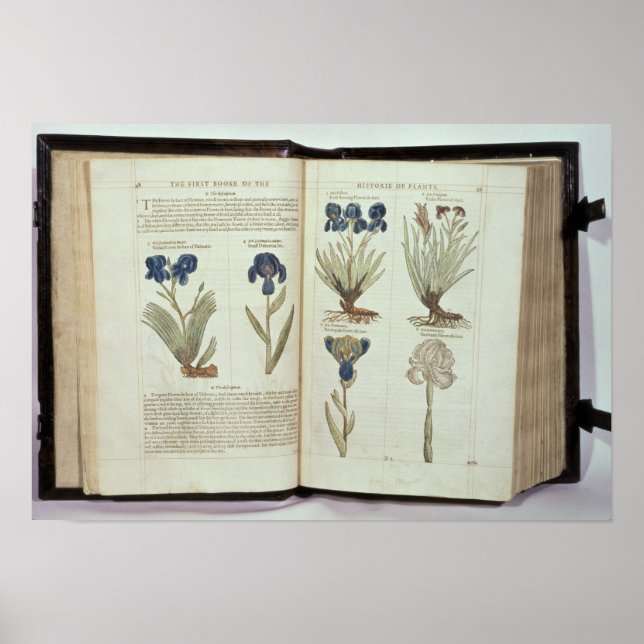 Pôster Iris (Frente)