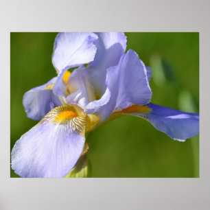 Pôster Iris