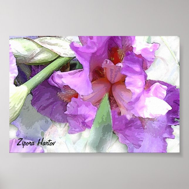 Pôster Iris (Frente)