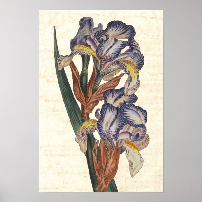 Pôster Iris 19º Século Ilustração Botânica Curtis (Frente)