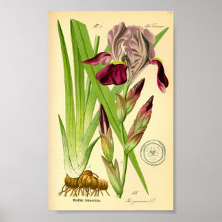 Pôster Íris Alemã (Iris germânica)