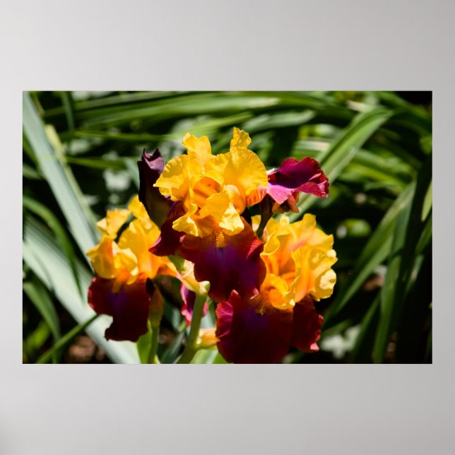 Poster Íris Amarelo e Roxo (Frente)