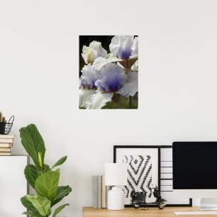 Poster Iris Branca e Roxa Floral em Flor