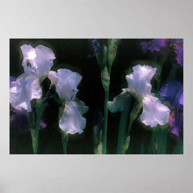 Poster Íris Brancas Iluminadas pelo Luar em Flor (Frente)