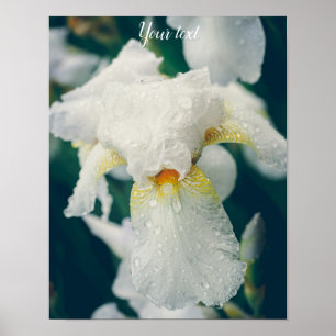 Poster Íris com gotas de água