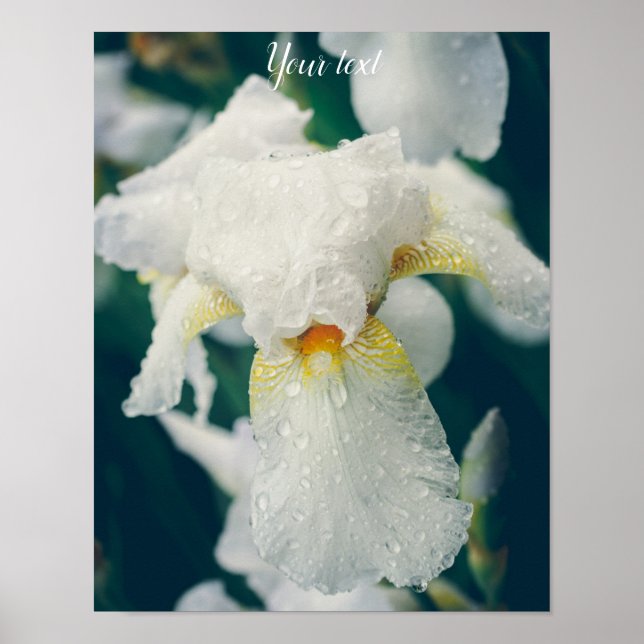 Poster Íris com gotas de água (Frente)