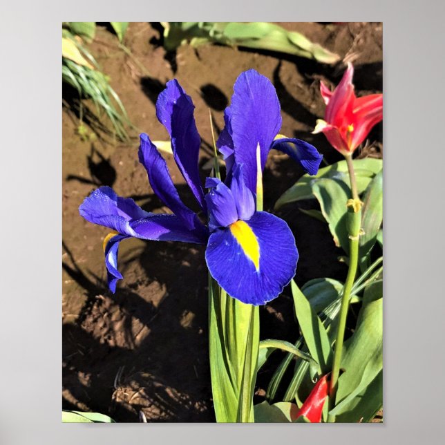 Poster Iris em um campo de Tulip, Woodburn, Oregon (Frente)