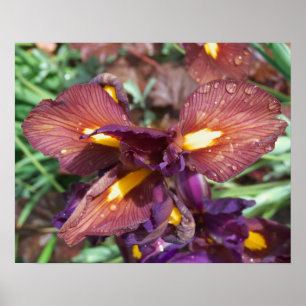 Pôster Iris et pluie