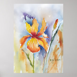 Poster Iris Flower
