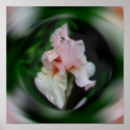 Poster Iris Flower Abstrato Art Rosa