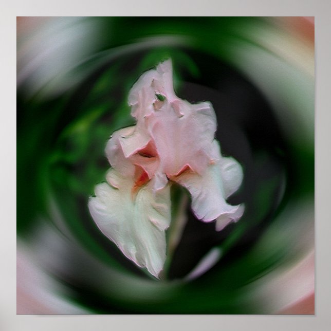 Poster Iris Flower Abstrato Art Rosa (Frente)