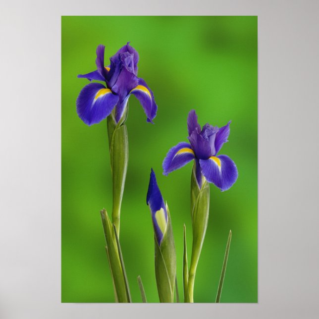 Pôster Iris Flowers (Frente)
