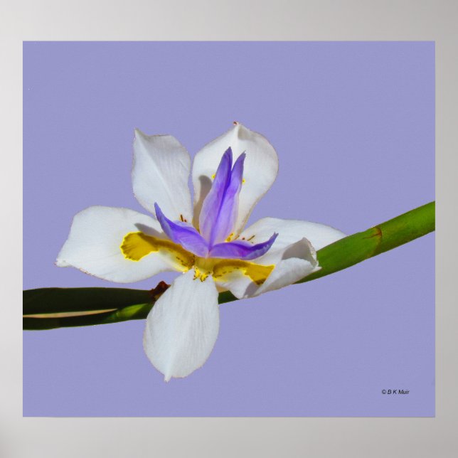 Poster - Iris - Fortnight Lilly (Frente)