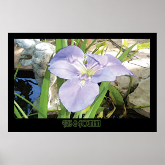 Pôster "Iris & Fountain" - Print (No Shadow)