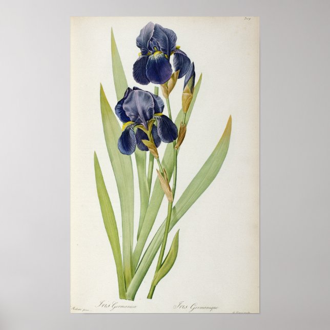 Poster Iris Germanica, de Les Liliacees, 1805 (Frente)