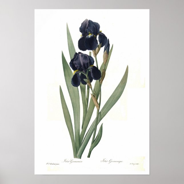 Pôster Iris germica (Frente)