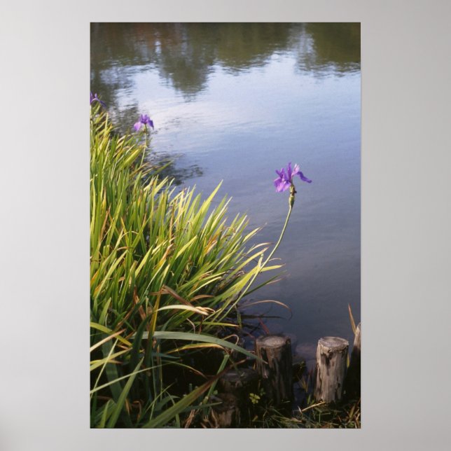 Poster Iris, jardins japoneses (Frente)