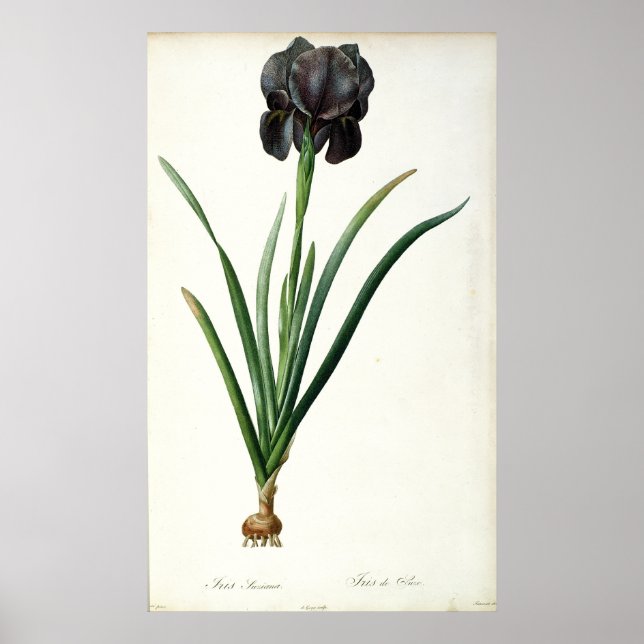 Poster Iris Luxiana, de Les Liliacees, 1805 (Frente)
