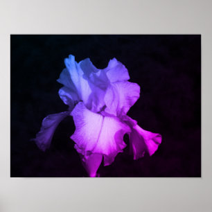 Poster Íris Puro Brilhante na Foto de Fundo Escura