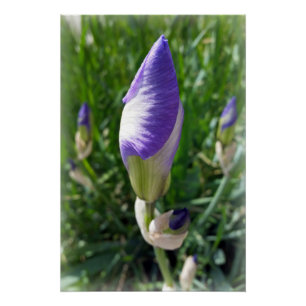 Pôster íris púrpura