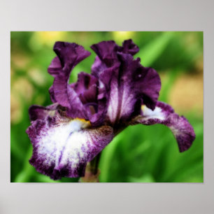 Poster Íris Roxos Fechem Arte em Órton Flor