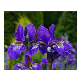 Pôster Iris sibirica fotografia floral