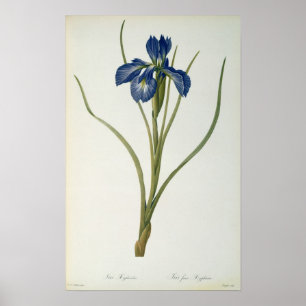 Pôster Íris Xyphioides, de "Les Liliacees", 1808
