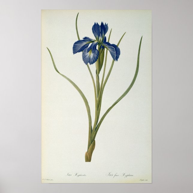 Pôster Iris Xyphioides, de Les Liliacees, 1808 (Frente)