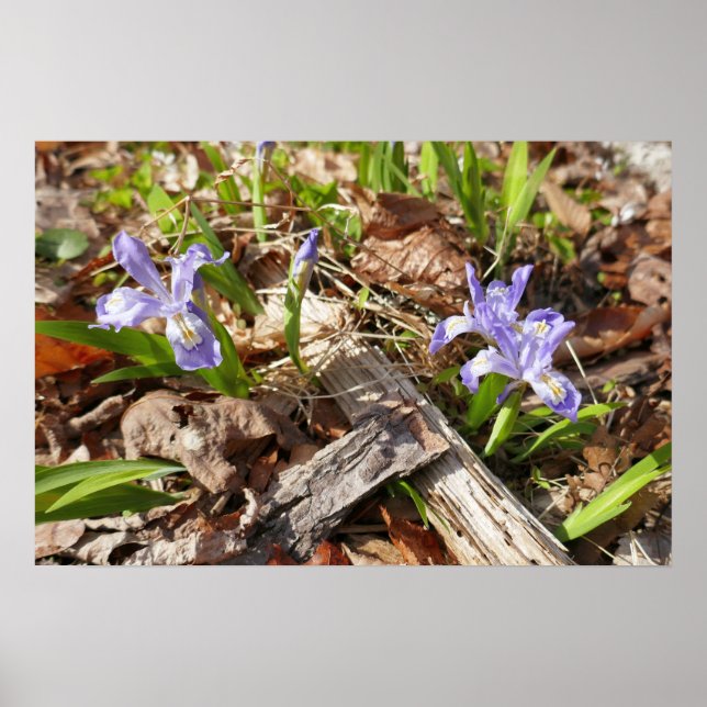 Poster Irises da Miniatura Selvagem (Frente)