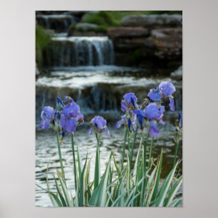 Pôster Irises Em Chateau