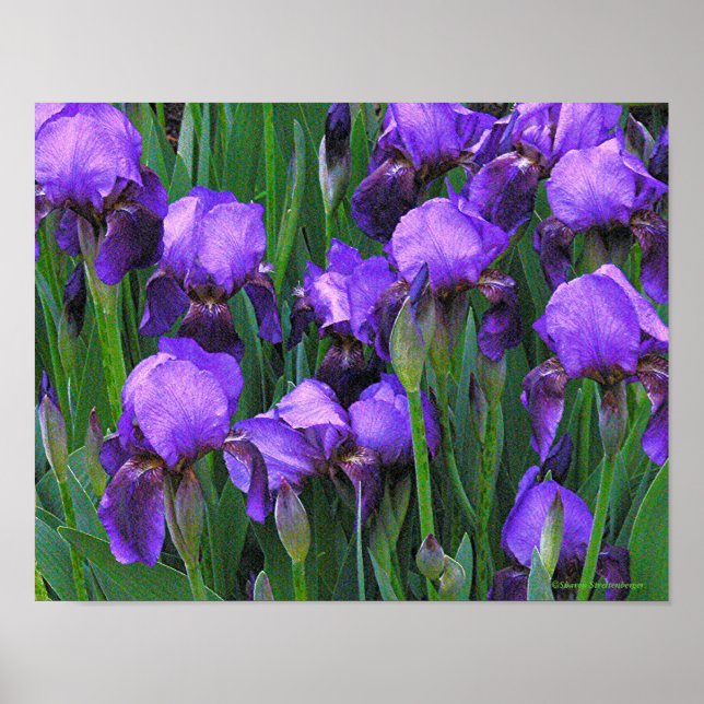POSTER "IRISES RÚPULAS" (Frente)