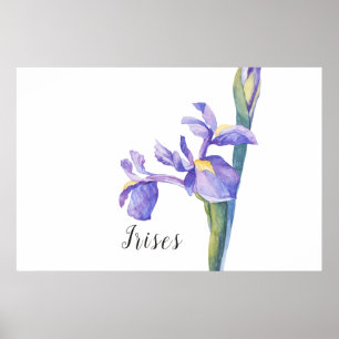 Poster Irises Watercolor Floral