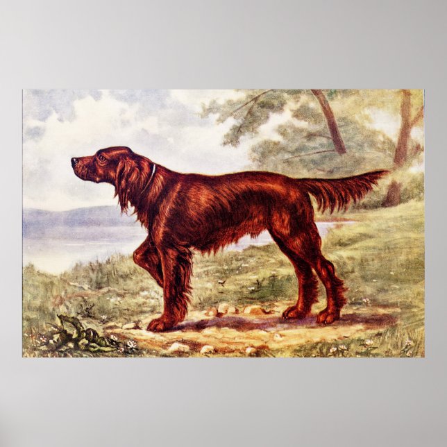 Poster Irish Setter 1900 Ilustração do Cão desportivo (Frente)