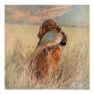 Pôster Irish Setter com faisão