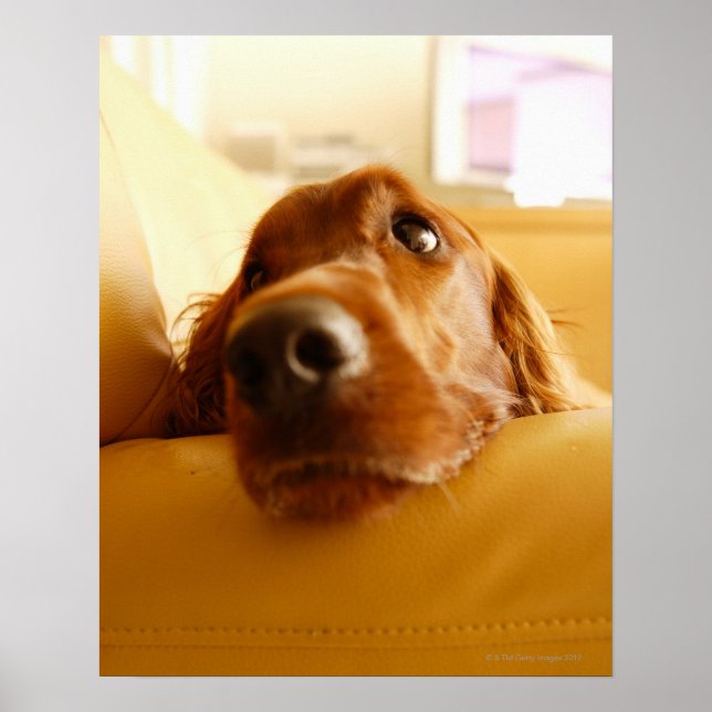 Poster Irish Setter em sofá (Frente)