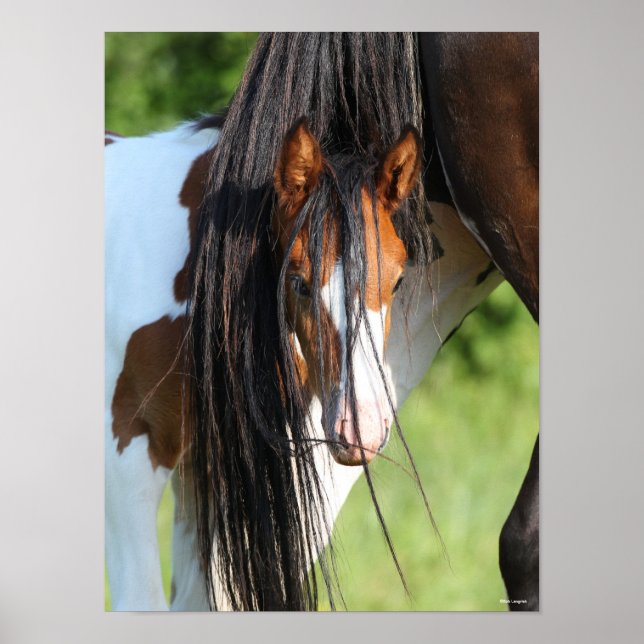 Poster Irish Sport Horse Foal Hiding under Tail (Frente)