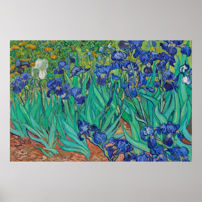 Poster Írisos por pintura de arte Van Gogh (Frente)