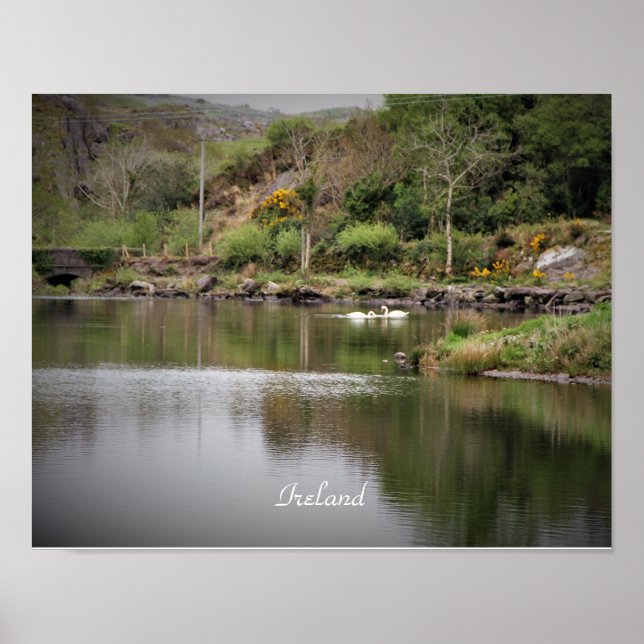 Poster Irlanda, County Cork, Lake, Swans, Fotografia (Frente)