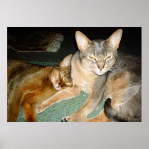 Pôster Irmão e Irmã de Gato