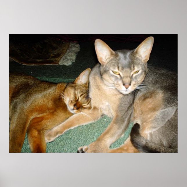 Pôster Irmão e Irmã de Gato (Frente)