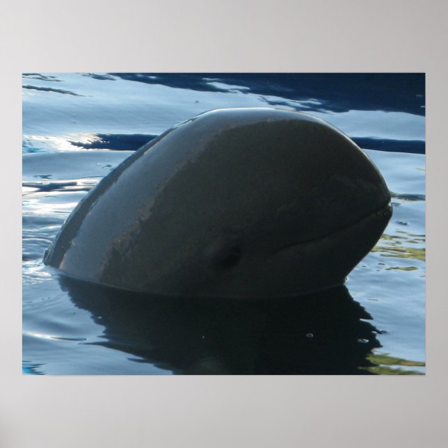 Poster Irrawaddy Dolphin Peek-A-Boo (Frente)