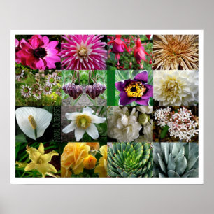 Poster Irrupções florais