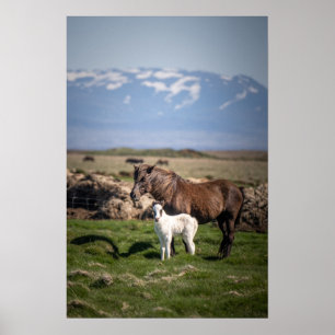 Poster islandês Mare e Foal