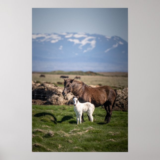 Poster islandês Mare e Foal (Frente)