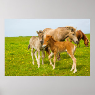 Pôster Islândia. Dyrholaey. Potros islandêses do cavalo