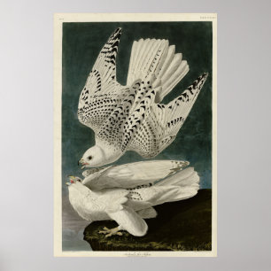Poster Islândia, Jer Falcon, das Aves de Audubon da Améri