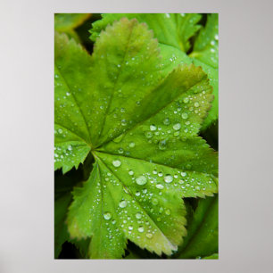 Pôster Islândia. Região Sul. Galos