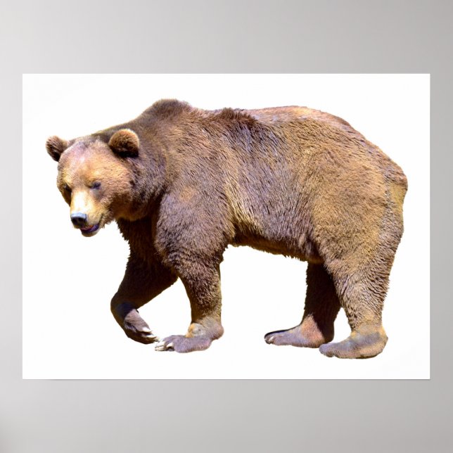 Poster Isolated of brown bear postcard square sticker T-S (Frente)
